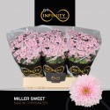 santini Miller Sweet - Infinity