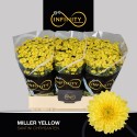 santini Miller Yellow - Infinity