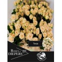 R branchue Tanja 50cm - Diepers Rosen