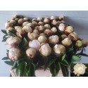 pivoine elsasass - H.P. Mantel