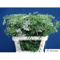 AMMI MAJUS - Kwekerij Paeonia