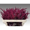 AMAR CR VELVET - van Aert Flowers