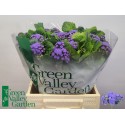 Ageratum 'Blue Horizon' - Green Valley Garden