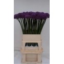 ALLIUM gladiator bleu - Gebr. G en R Koper