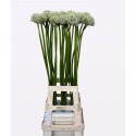ALIUM Mount Everest blanc blanc 9030 -...
