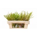 ALLIUM schuberti 50 - Fa C. & G. Prins