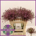 ALLIUM SPIDER - J.M. van Berkel BV