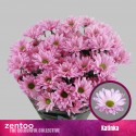 deco Katinka rose - Zentoo