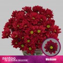 deco MEXICANO - Zentoo