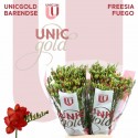 freesia FUEGO - UNICGOLD Barendse