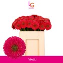 GE BV VIALLI - Klein fust (555) - LG Flowers