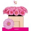 germini Kimsey rose - Klein fust (555) -...