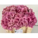 hortensia M ELBTAL RZ - WingFlowers VOF
