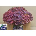 hortensia M MIDNIGHT SKY - Ko Kolk