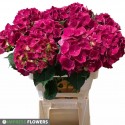 hortensia Mon Amour rouge 60cm - Impress...