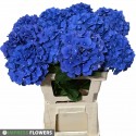 hortensia Pimpernel 60cm - Impress Flowers