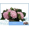 hortensia Verena - de Goudsche Hoeve