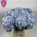 hortensia verena bleu 65 - Vollering...