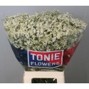 LIM SIN CLEAR DIA - TONIE Flowers