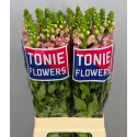 muflier HOLLY DBL PINK - TONIE Flowers