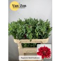 Papaver Red 70 - v.Zon Bloemen&Siergrassen