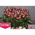 pivoine dr. alex. fleming - Victori