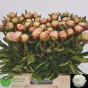 pivoine Florence Nicholls - Emiel de Wit...
