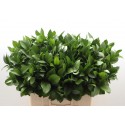 Ruscus hypophyllum (groot feuillage) -...