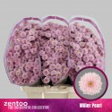 santini MILLER PEARL - Zentoo