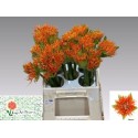 SCAD M FLAME - Kings Art Flowers