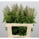 Spiraea salicifolius pink innocence - .