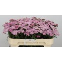 Achillea anita dark - Kwekerij Woodstock
