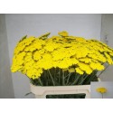 Achillea coronation gold - Steijn, J.J. Van