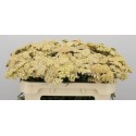 Achillea m molly - Kwekerij Woodstock