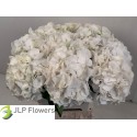Hydrangea "Verena" blanc - JLP Flowers
