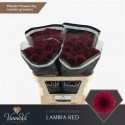 Chr G Lamira Red - VannoVa Master Growers