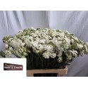ACHILLEA blanc - Kwekerij Meer en drecht