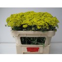 Achillea 'Moonshine' - Akershoek & Zn