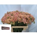 ACHILLEA Lachschonheit - Kwekerij Meer en...