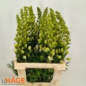 Aconitum napellus - Van Hage