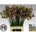 ALLIUM Siculum - FB Flowers
