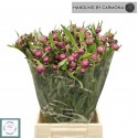 HELICHRYSUM PURPLE - Rosanna Sicignano