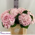 hortensia Matcha-40 - PerlaNova