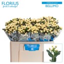 Hypericum Coco Bellimo LT - Florius BV