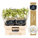lysianthus G Alissa Pure blanc - LIS