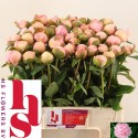 Paeonia Angel Cheeks L55 - H.S. Flowers BV