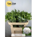 Papaver blanc 70 - v.Zon Bloemen&Siergrassen