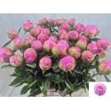pivoine Jacorma - Bert Zwaan