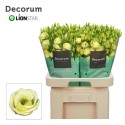 lysianthus G Rosita Yellow - Decorum...