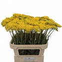 Achillea filipendulina Parker's Variety -...